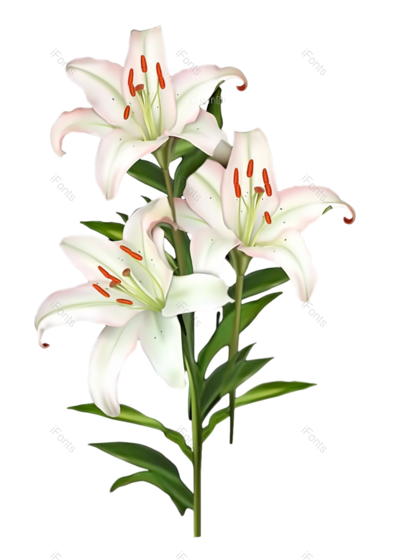 叶子图片,清新元素,户外PNG,百合花免抠素材